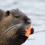 april-7,-2026-what-day?-there-are-4-moments-that-fall-on-this-date,-one-of-which-is-‘international-beaver-day’