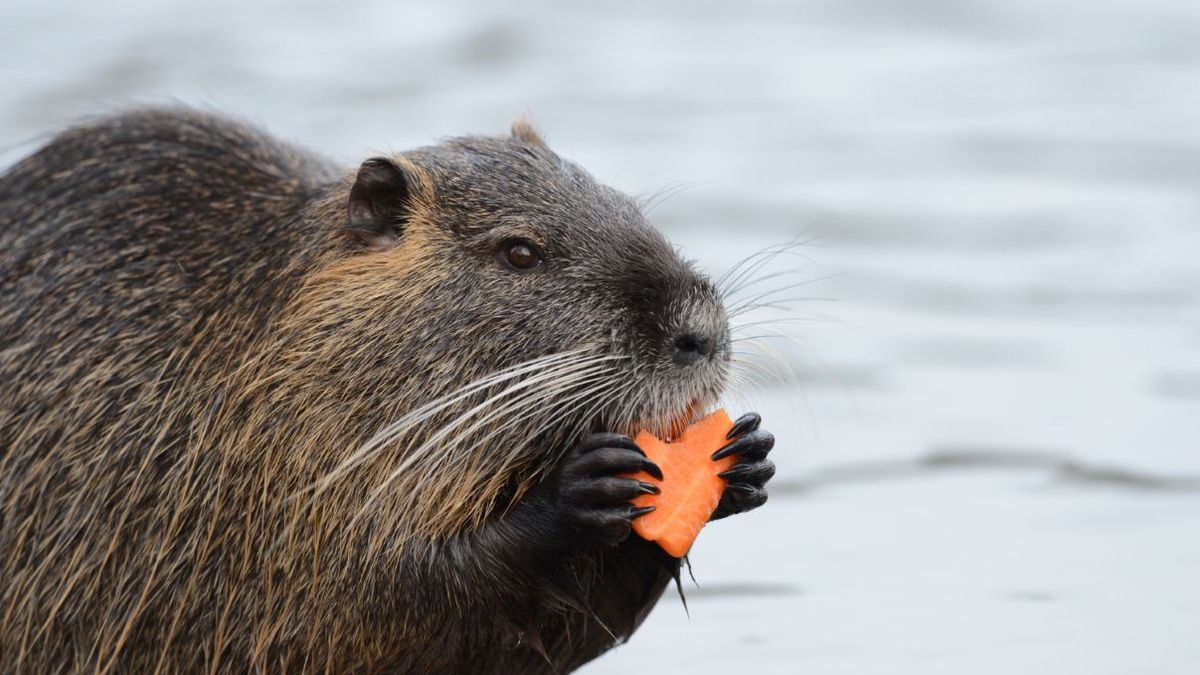 april-7,-2026-what-day?-there-are-4-moments-that-fall-on-this-date,-one-of-which-is-‘international-beaver-day’