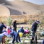 from-desert-to-hope:-china's-green-projects-boost-economy-and-environment