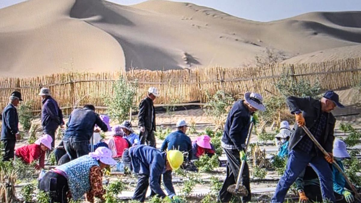 from-desert-to-hope:-china's-green-projects-boost-economy-and-environment