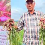 the-story-of-tono-suwarna,-a-former-civil-servant-who-succeeded-in-farming-shallots-using-tss-technology