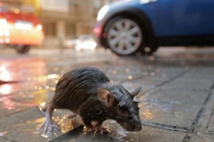 hantavirus-is-in-indonesia,-ministry-of-health-records-23-positive-cases