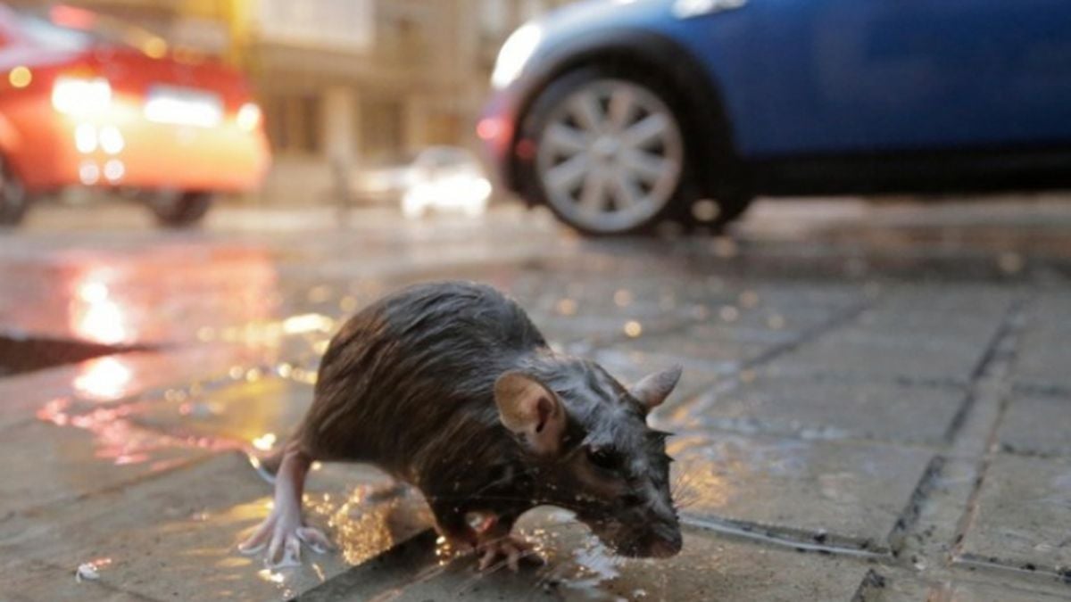 hantavirus-is-in-indonesia,-ministry-of-health-records-23-positive-cases