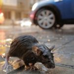 this-is-why-hantavirus-is-called-vorus-seoul