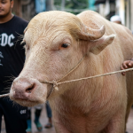 'donald-trump'-cancels-slaughter!-during-eid-al-adha,-now-enter-the-zoo