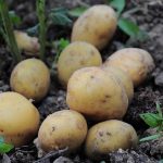 there-is-international-potato-day-on-may-30,-celebrate-the-important-role-and-impact-of-this-versatile-crop