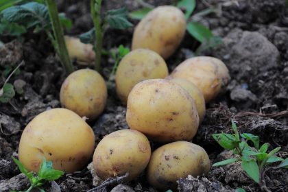 there-is-international-potato-day-on-may-30,-celebrate-the-important-role-and-impact-of-this-versatile-crop