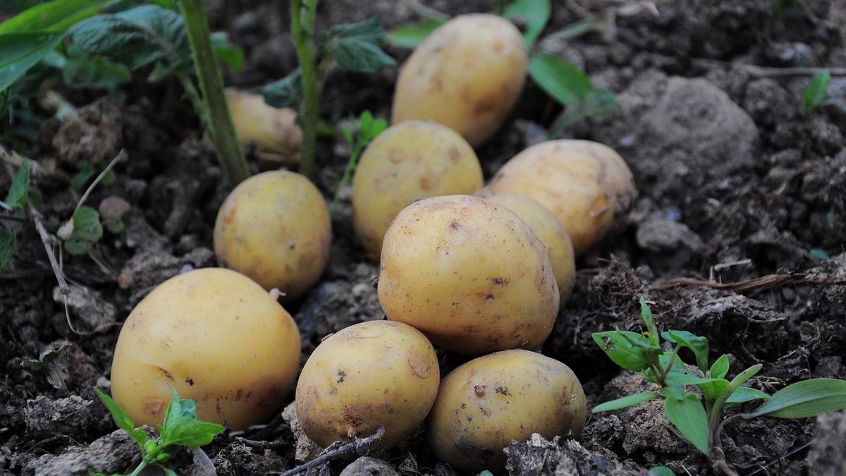 there-is-international-potato-day-on-may-30,-celebrate-the-important-role-and-impact-of-this-versatile-crop