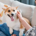 celebrated-every-second-tuesday-in-june,-here-is-the-history-and-purpose-of-world-pet-remembrance-day
