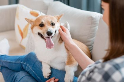 celebrated-every-second-tuesday-in-june,-here-is-the-history-and-purpose-of-world-pet-remembrance-day