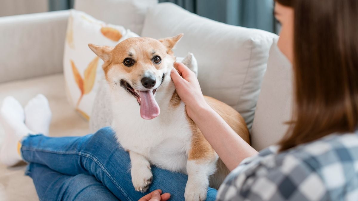 celebrated-every-second-tuesday-in-june,-here-is-the-history-and-purpose-of-world-pet-remembrance-day