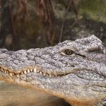 june-17-designated-as-world-crocodile-day:-the-importance-of-protecting-and-the-role-of-crocodiles-in-the-ecosystem