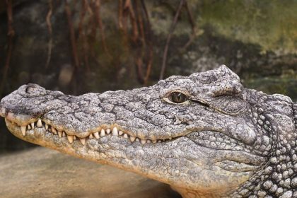 june-17-designated-as-world-crocodile-day:-the-importance-of-protecting-and-the-role-of-crocodiles-in-the-ecosystem