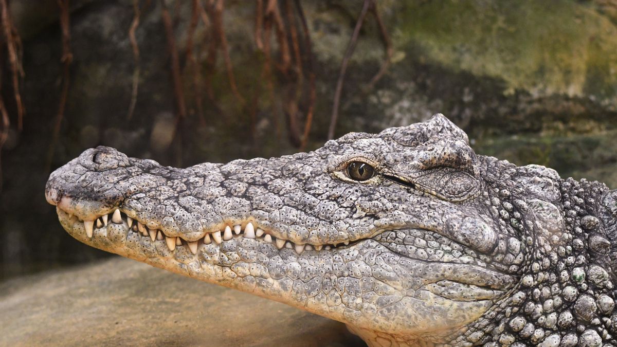 june-17-designated-as-world-crocodile-day:-the-importance-of-protecting-and-the-role-of-crocodiles-in-the-ecosystem