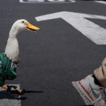 viral-at-the-2026-world-cup:-merlin-the-duck-is-mexico's-lucky-charm?