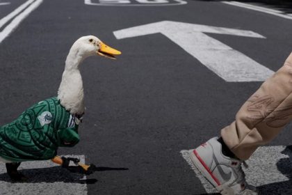viral-at-the-2026-world-cup:-merlin-the-duck-is-mexico's-lucky-charm?