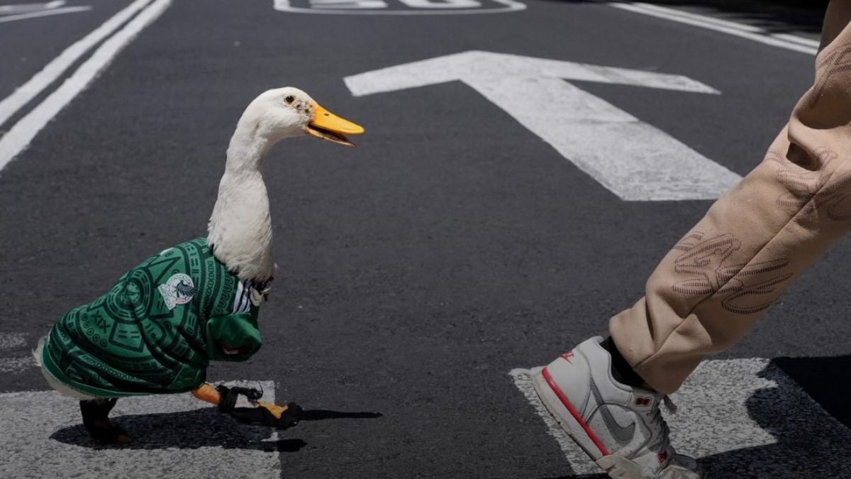 viral-at-the-2026-world-cup:-merlin-the-duck-is-mexico's-lucky-charm?