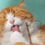 police-save-400-cats-from-meat-trafficking-syndicate-in-vietnam