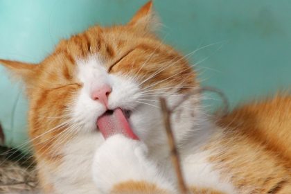 police-save-400-cats-from-meat-trafficking-syndicate-in-vietnam