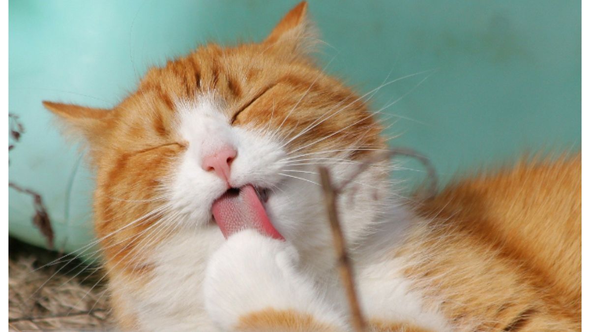 police-save-400-cats-from-meat-trafficking-syndicate-in-vietnam