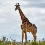 commemoration-of-world-giraffe-day-21-june,-gcf:-the-number-of-giraffes-in-africa-has-declined-drastically