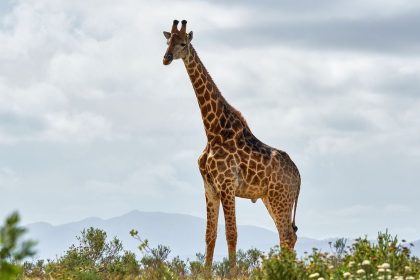 commemoration-of-world-giraffe-day-21-june,-gcf:-the-number-of-giraffes-in-africa-has-declined-drastically