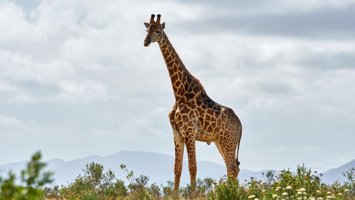 commemoration-of-world-giraffe-day-21-june,-gcf:-the-number-of-giraffes-in-africa-has-declined-drastically