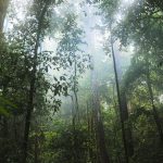 commemoration-of-world-rainforest-day-on-june-22:-fight-deforestation-and-reduce-the-impact-of-climate-change