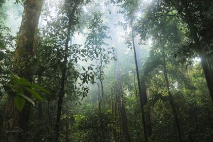 commemoration-of-world-rainforest-day-on-june-22:-fight-deforestation-and-reduce-the-impact-of-climate-change