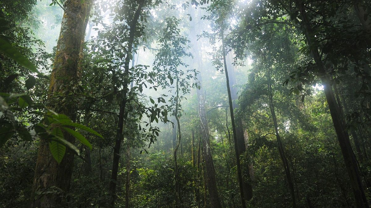 commemoration-of-world-rainforest-day-on-june-22:-fight-deforestation-and-reduce-the-impact-of-climate-change