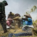 A farmer threshes rice