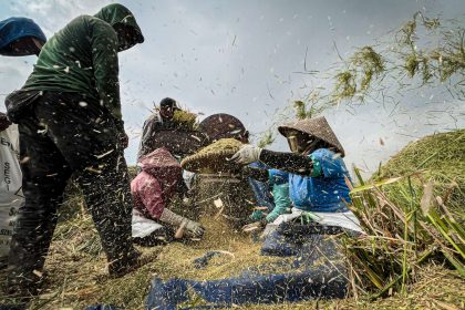 A farmer threshes rice