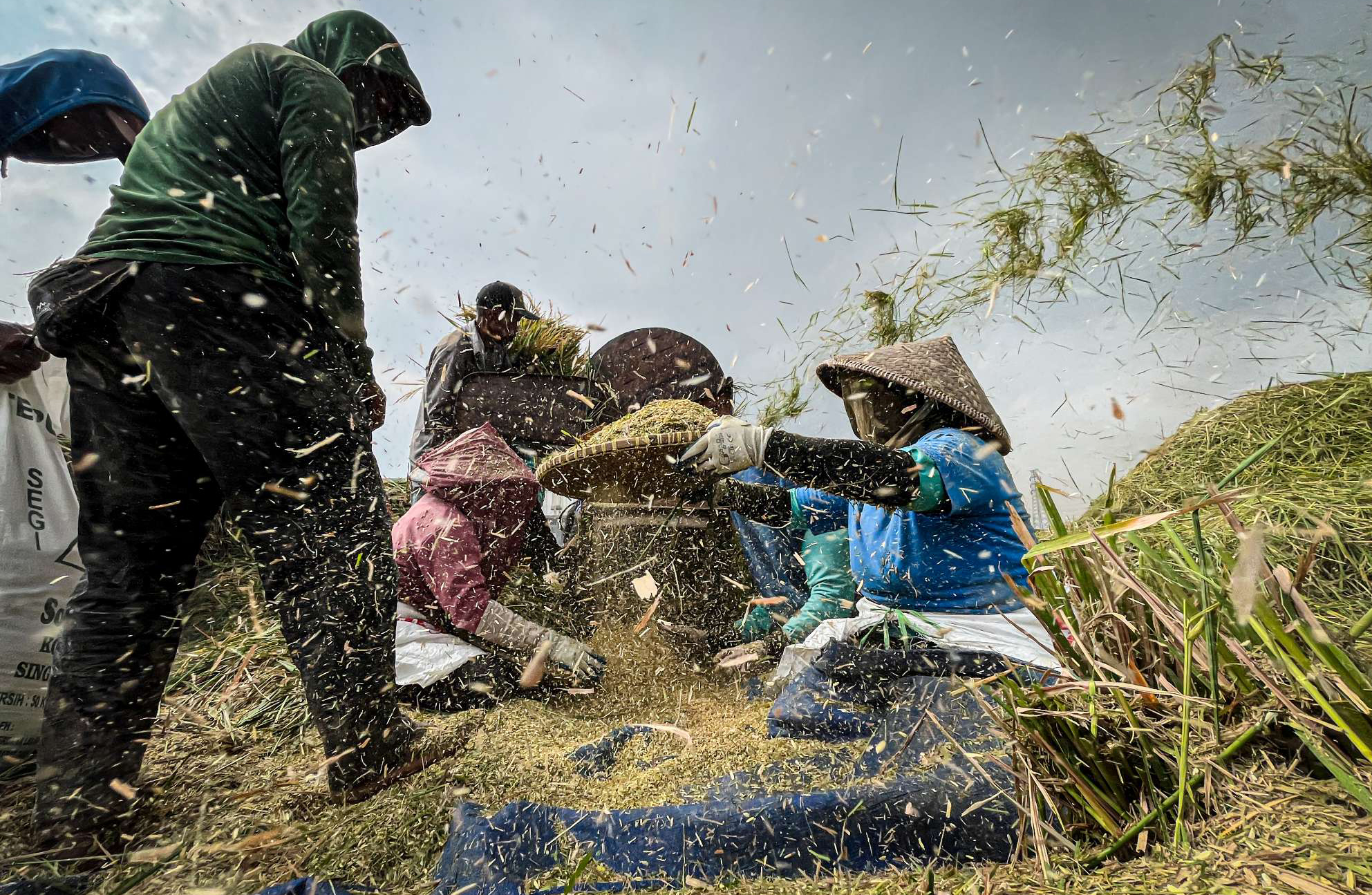 A farmer threshes rice
