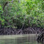 Mangrove