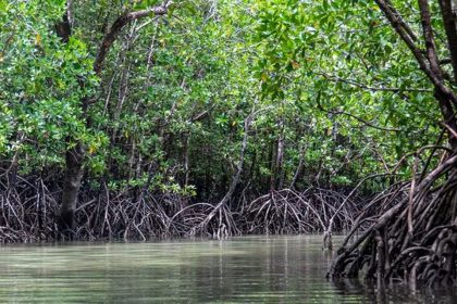 Mangrove
