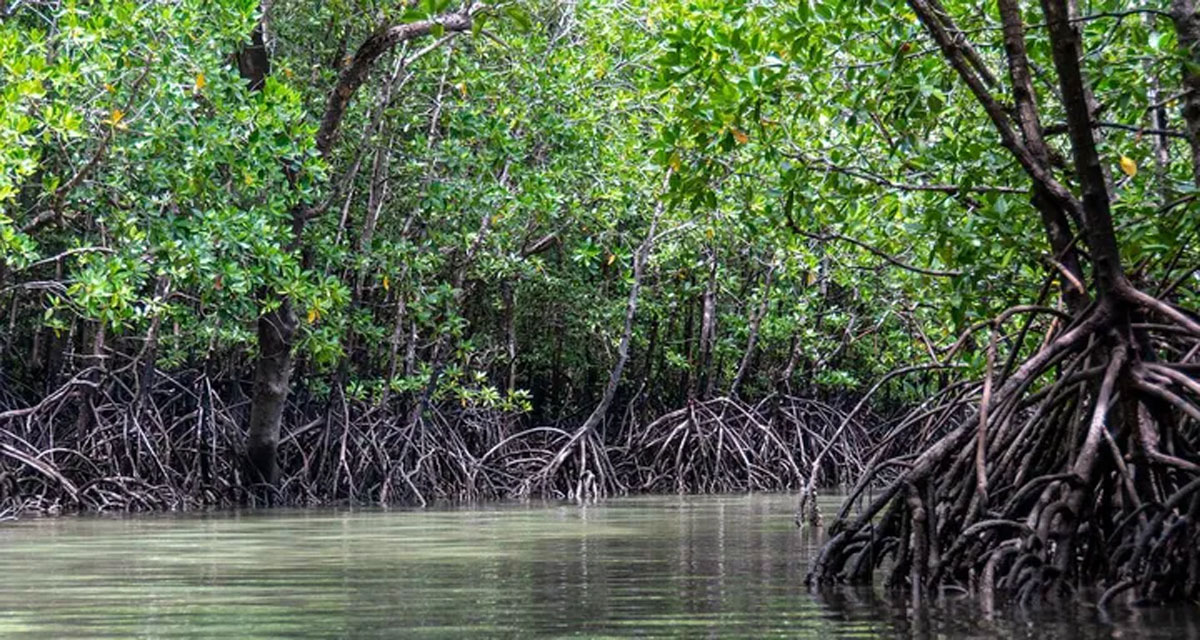 Mangrove