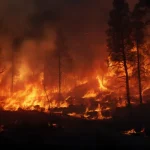 Forest wildfire