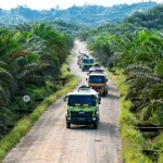 Palm oil