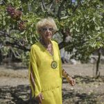 Pistachio Orchard