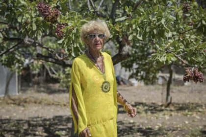 Pistachio Orchard