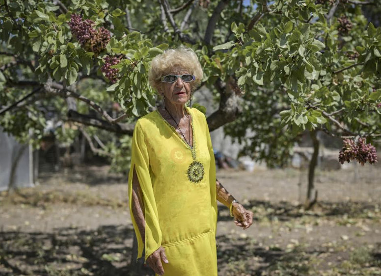 Pistachio Orchard