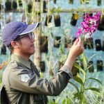 orchid plants