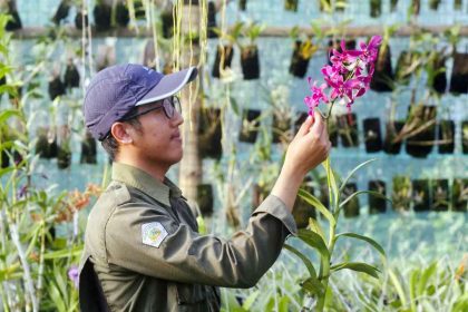 orchid plants