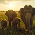 Herd of elephant