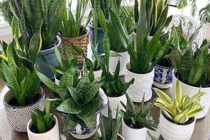 Sansivera