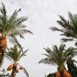 palm oil industry