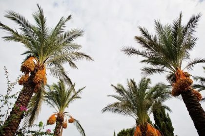 palm oil industry