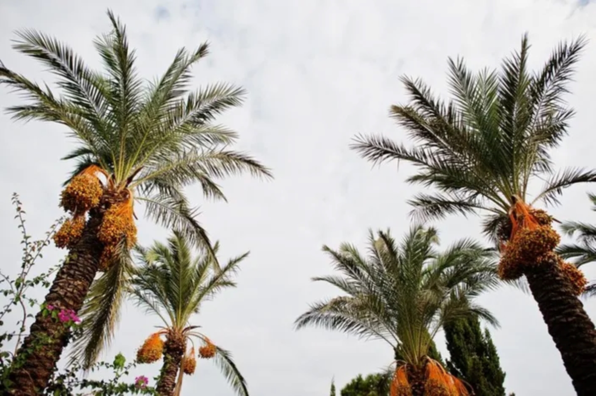 palm oil industry
